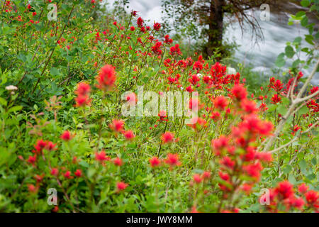 Un prato di Indian paintbrush fioritura di fiori di campo di fronte al lago Creek lungo il lago Creek Trail nel S. Laurance Rockefeller preservare. Grand Te Foto Stock