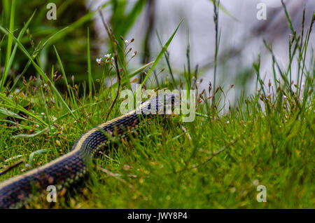 Garter snake in appoggio in erba a Turnbull National Wildlife Refuge, Cheney, Washington. Foto Stock