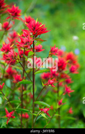 Indian paintbrush fiori selvatici fiorire lungo il lago Creek Trail nel S. Laurance Rockefeller preservare. Il Parco Nazionale del Grand Teton, Wyoming Foto Stock