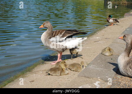 Oca Graylag della serpentina, Hyde Park Foto Stock