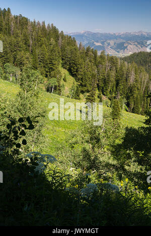 Un grande prato scende lungo un pendio di montagna lungo il Black Canyon Trail nel fiume Snake montagne con Jackson Hole e il Gros Ventre Montagne Foto Stock