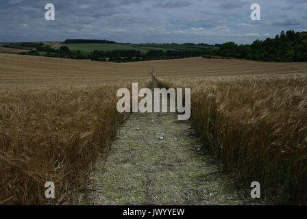 Chiaramente definito il sentiero attraverso un campo di grano in Wylye Valley, Wiltshire, Regno Unito Foto Stock