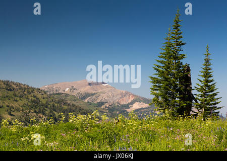 Un prato di fiori selvatici sulla sommità di una dorsale lungo il Black Canyon Trail giacente al di sotto del Teton montagne in distanza. Bridger-Teton nazionali per Foto Stock