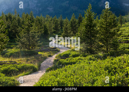 La Taggart Lago Trail scendendo in una giovane foresta sempreverde di fronte al Teton Mountains. Il Parco Nazionale del Grand Teton, Wyoming Foto Stock
