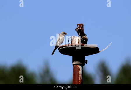 Femmina rosso-backed shrike... Foto Stock