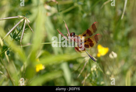 Distintive pause di libellula a strisce rosse per crogiolarsi al sole estivo a Montezuma NWR. Foto Stock