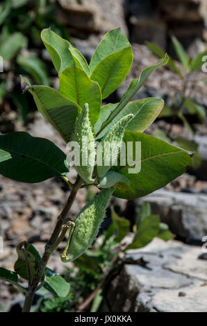 Tre verdi Milkweed pod con foglie su un peduncolo Foto Stock