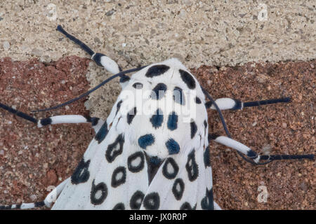 Close up giant leopard moth sulla parete. Foto Stock