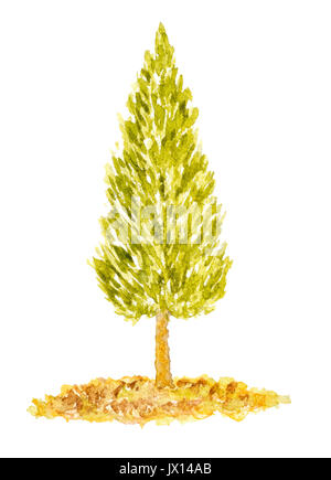Acquerello Arborvitae Tree, disegnati a mano e dipinte, isolato su bianco Foto Stock