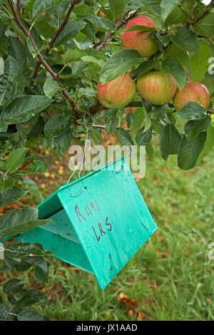 Carpocapsa del melo trap in apple Orchard Foto Stock