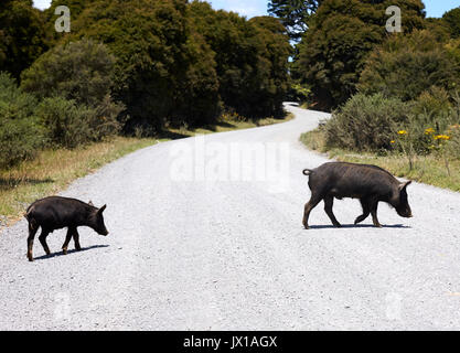 Suini selvatici attraversando la ghiaia rd Foto Stock