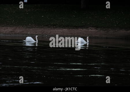 Cigno sul fiume Tamigi Hampton Court Foto Stock