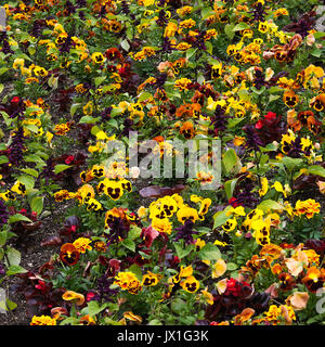 Un bellissimo display di Pansy coloratissimi fiori in piena fioritura ai Giardini Butchart Victoria Vancouver Island British Columbia Canada Foto Stock