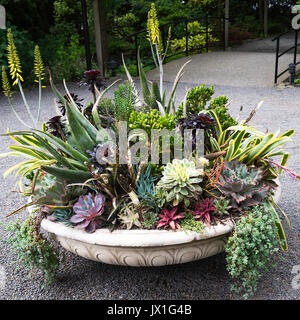 Una bella selezione di piante succulente e cactus in un Display circolare presso i Giardini Butchart Victoria Vancouver Island British Columbia Canada Foto Stock