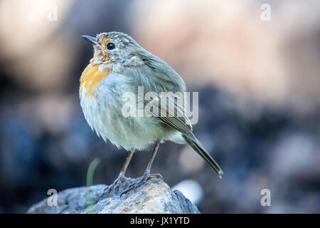 Unione robin bird in piedi su una roccia Foto Stock