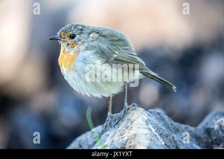 Unione robin bird in piedi su una roccia Foto Stock