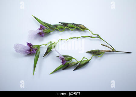 Close up di Thalia dealbata J.fraser. fiore isolato su sfondo bianco Foto Stock
