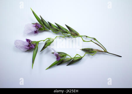 Close up di Thalia dealbata J.fraser. fiore isolato su sfondo bianco Foto Stock