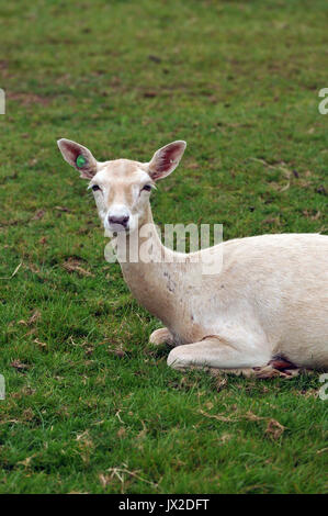 Una mandria di singoli esemplari di daini a Prideaux Place a Padstow Cornwall Deer Park allevamento Selvaggina la carne di cervo di maggese mandria stag buck caprioli agricoltori est Foto Stock