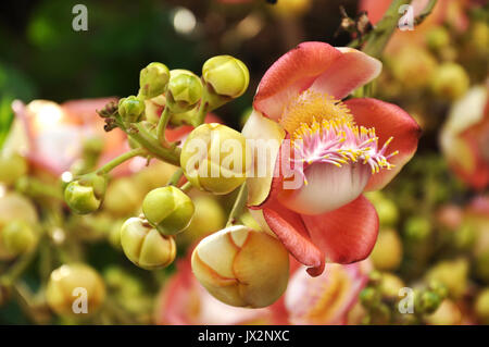 Cannonball Tree fiori non avere nettare, così questi fiori sono principalmente visitato dalle api in cerca di polline; al di fuori della gamma nativo di habitat, carpa Foto Stock