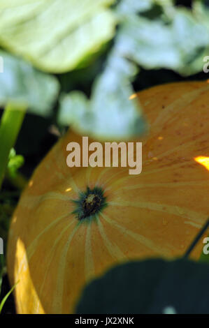 Le zucche crescono in un giardino con foglie e forme di verde intorno a loro pronto per la festa di Halloween in ottobre autunnale di verdure di stagione Foto Stock