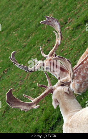 Una mandria di singoli esemplari di daini a Prideaux Place a Padstow Cornwall Deer Park allevamento Selvaggina la carne di cervo di maggese mandria stag buck caprioli agricoltori est Foto Stock