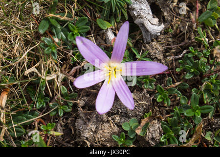 Colchicum montanum, Merendera montana della famiglia Colchicaceae bulbosa di piante che si trovano nei pascoli alti dei Picos de Europa in abbondanza Foto Stock