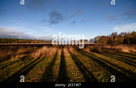 Soleggiato paesaggio invernale Cannock Chase 25 Dicembre 2016 Foto Stock