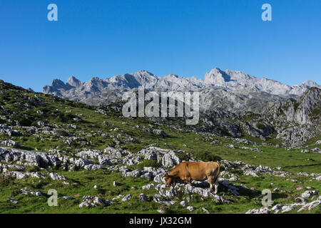 Montagna asturiana di vacca, Asturiana de la Montaña, Casina, in un alto pascolo di Picos de Europa con il Massiccio occidentale e Peña Santa in background. Foto Stock