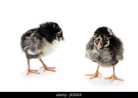 Coppia di new born baby pulcini, argento Wyandottes cucita, isolata su uno sfondo bianco con luce ombra. Estrema profondità di campo con il fuoco selettivo o Foto Stock