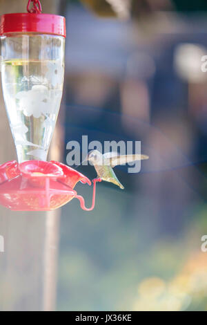 Un colibrì pronto per bere da un alimentatore Foto Stock