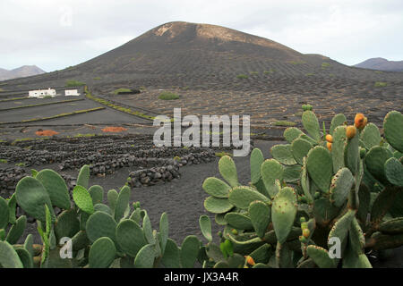 Malvasia coperto di lapilli in la geria, Lanzarote, Isole canarie, Spagna Foto Stock