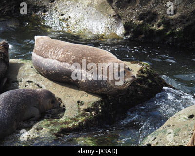 Guarnizioni di tenuta disposta attorno a La Jolla Foto Stock