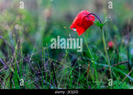 Israele, vicino fino al budget di un rosso anemone coronaria (Anemone papavero). Questo millefiori può comparire in diversi colori. Principalmente rosso, viola, blu e bianco Foto Stock