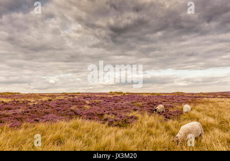 Pecore al pascolo su una collina nel Parco nazionale di Peak District UK Foto Stock