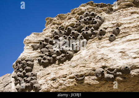 Cliff Swallow nidi di Yellowstone Foto Stock