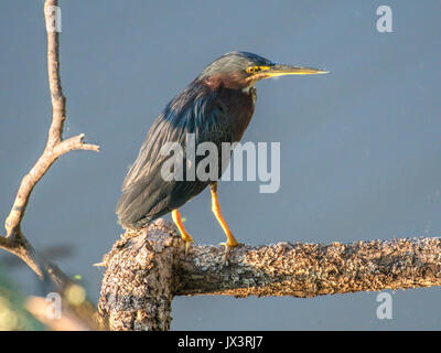 Un verde heron posatoi su un ramo di albero sul Fiume Rosso nel nord-ovest della Louisiana Foto Stock