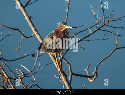 Un verde heron posatoi sulla Red River nel nord-ovest della Louisiana Foto Stock