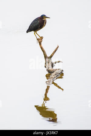 Un verde heron posatoi su un ramo, che si riflette nel fiume Rosso nel nord-ovest della Louisiana Foto Stock