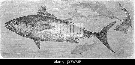 Thunnus thynnus 189 Foto Stock