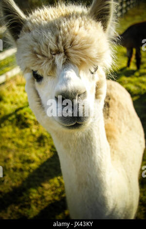 Alpaca in stretta fino sulla giornata di sole su terreno coltivato Foto Stock