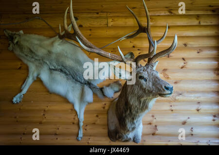 Montaggio testa di cervo sulla parete della cabina in legno per casa russa in Siberia. i palchi e un lupo pelt sullo sfondo del tronco di legno e pareti. Foto Stock