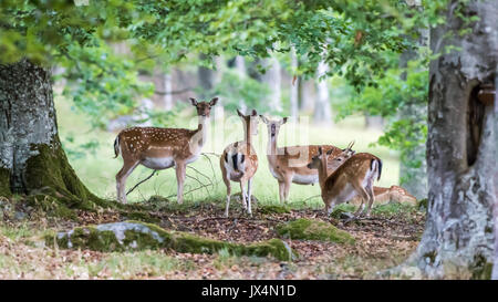 Daini (Dama Dama), quattro non e un giovane buck riposo sotto le foglie di quercia in questo bellissimo scenario di bosco. Foto Stock