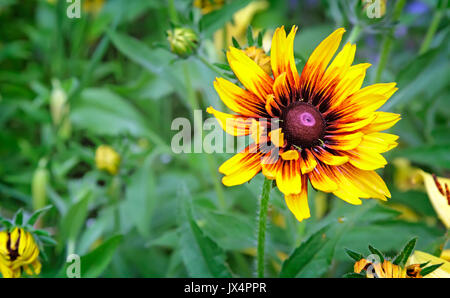 Nel giardino su uno sfondo di foglie verdi di blumi bel giallo rudbeckia. Foto Stock