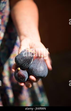 Alcuni fichi freschi che è appena stata prelevata dal l'albero in una donna di lato Foto Stock