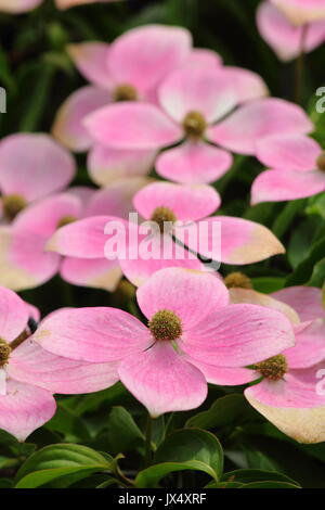 Cornus " Norman Hadden una fioritura sanguinello la visualizzazione delle brattee che sono ombreggiati da bianco a rosa con scadenza nel corso dell'estate, REGNO UNITO Foto Stock