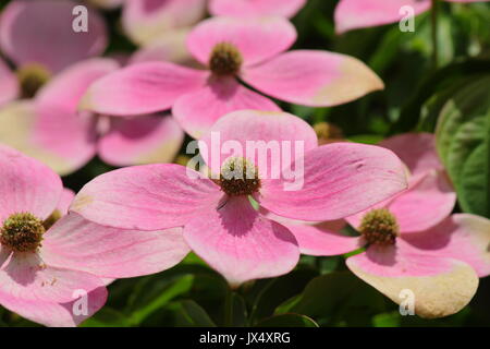 Cornus " Norman Hadden una fioritura sanguinello la visualizzazione delle brattee che sono ombreggiati da bianco a rosa con scadenza nel corso dell'estate, REGNO UNITO Foto Stock