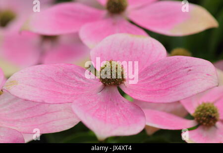 Cornus " Norman Hadden una fioritura sanguinello la visualizzazione delle brattee che sono ombreggiati da bianco a rosa con scadenza nel corso dell'estate, REGNO UNITO Foto Stock