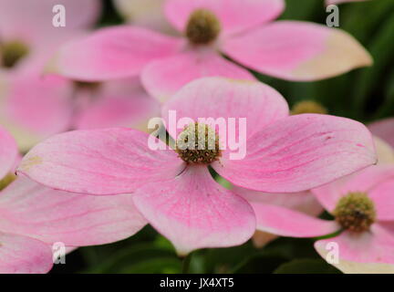 Cornus " Norman Hadden una fioritura sanguinello la visualizzazione delle brattee che sono ombreggiati da bianco a rosa con scadenza nel corso dell'estate, REGNO UNITO Foto Stock