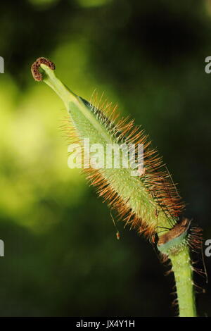 La lunga e sottile di seedhead un himalayana di papavero blu - Meconopsis 'Lingholm" varietà maturazione in un bosco suburbano giardino in estate (luglio), Regno Unito Foto Stock